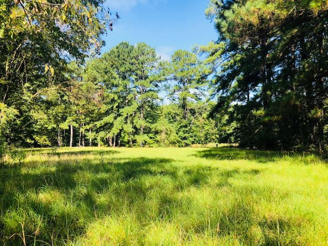 669 Gulde Shiloh Road Brandon, MS 39042 - Photo 5 of 9 Photo 5