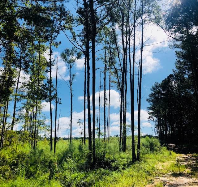 669 Gulde Shiloh Road Brandon, MS 39042 - Photo 6 of 9 Photo 6