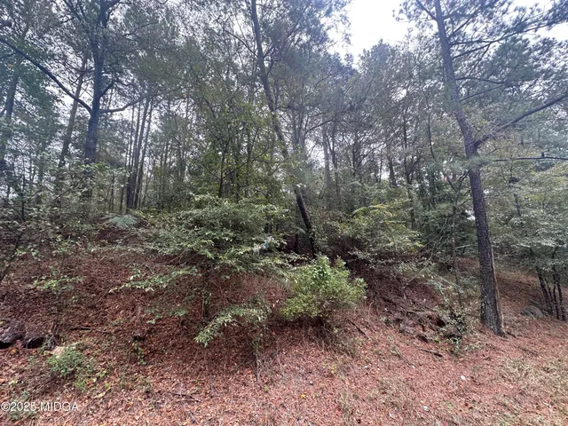 a view of a forest that has large trees