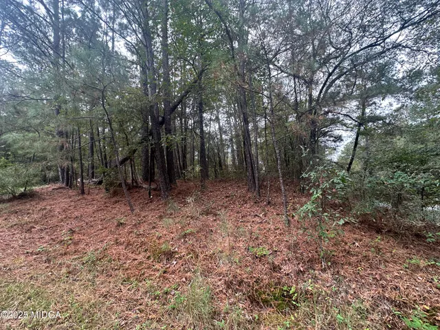 a view of a forest with trees in the background