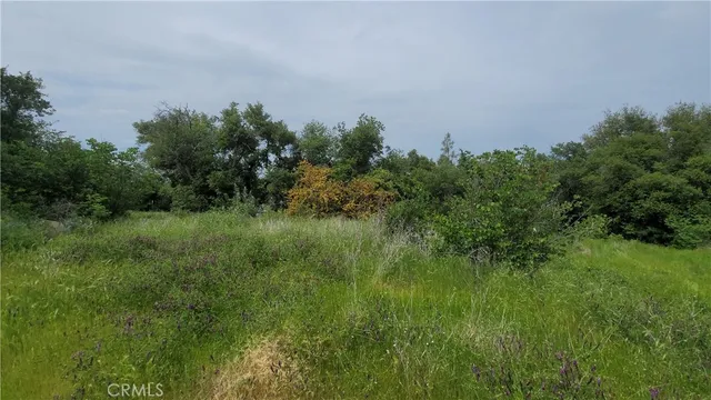 a view of a lush green space