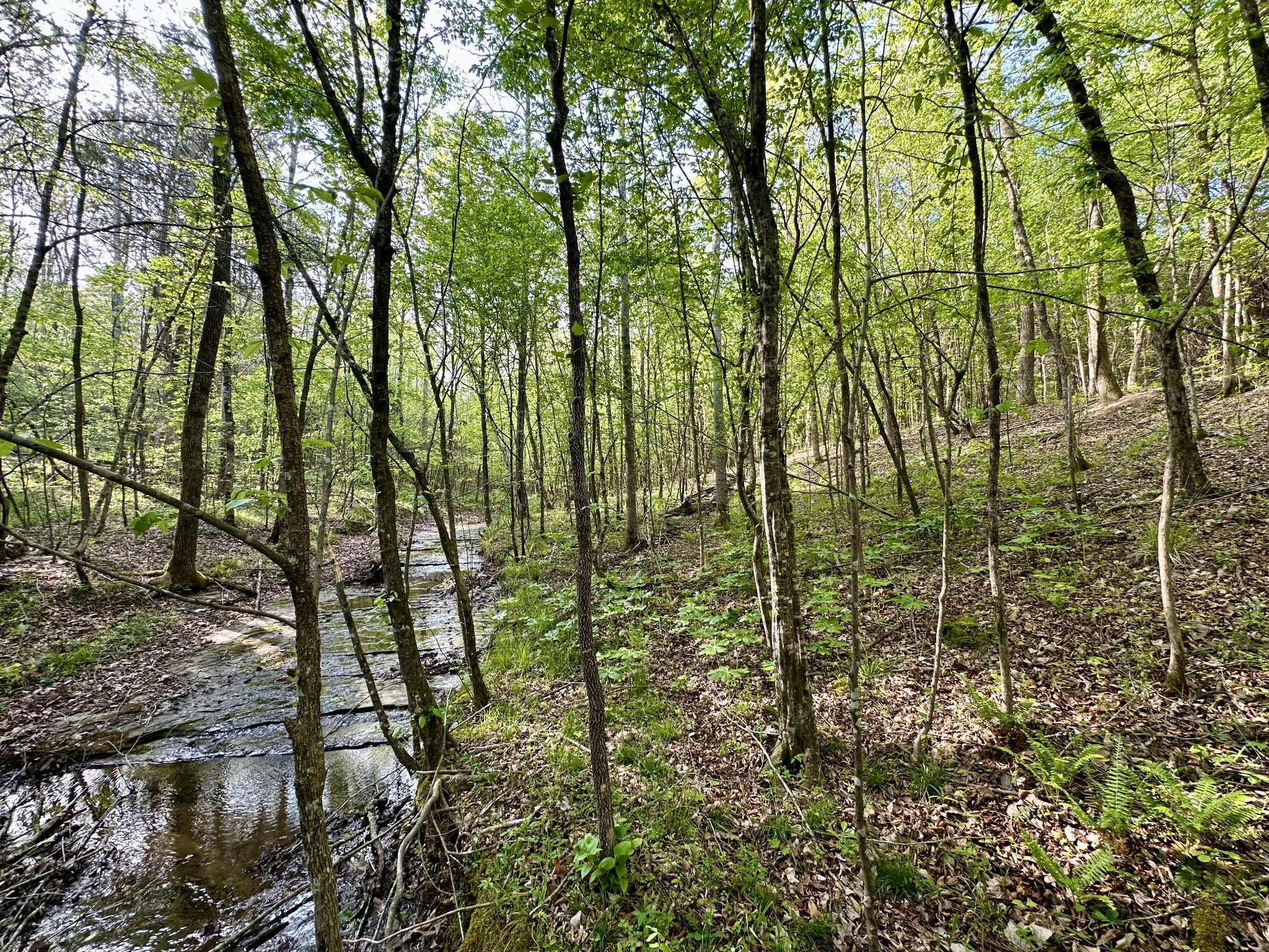828 McCord Hollow Road Hohenwald, TN 38462 - Photo 3 of 35