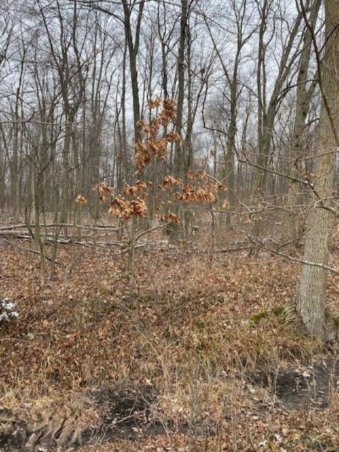 County Line Road Homer, MI 49245 - Photo 10 of 17 IMG_4328