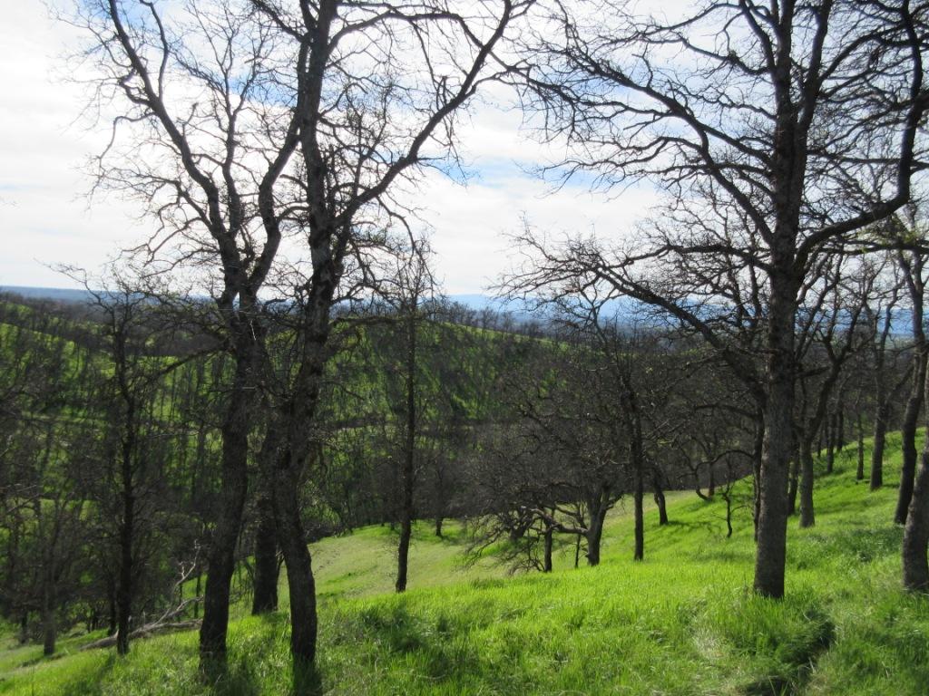 12753 Gas Point Road Igo, CA 96047 - Photo 30 of 40 IMG_0483