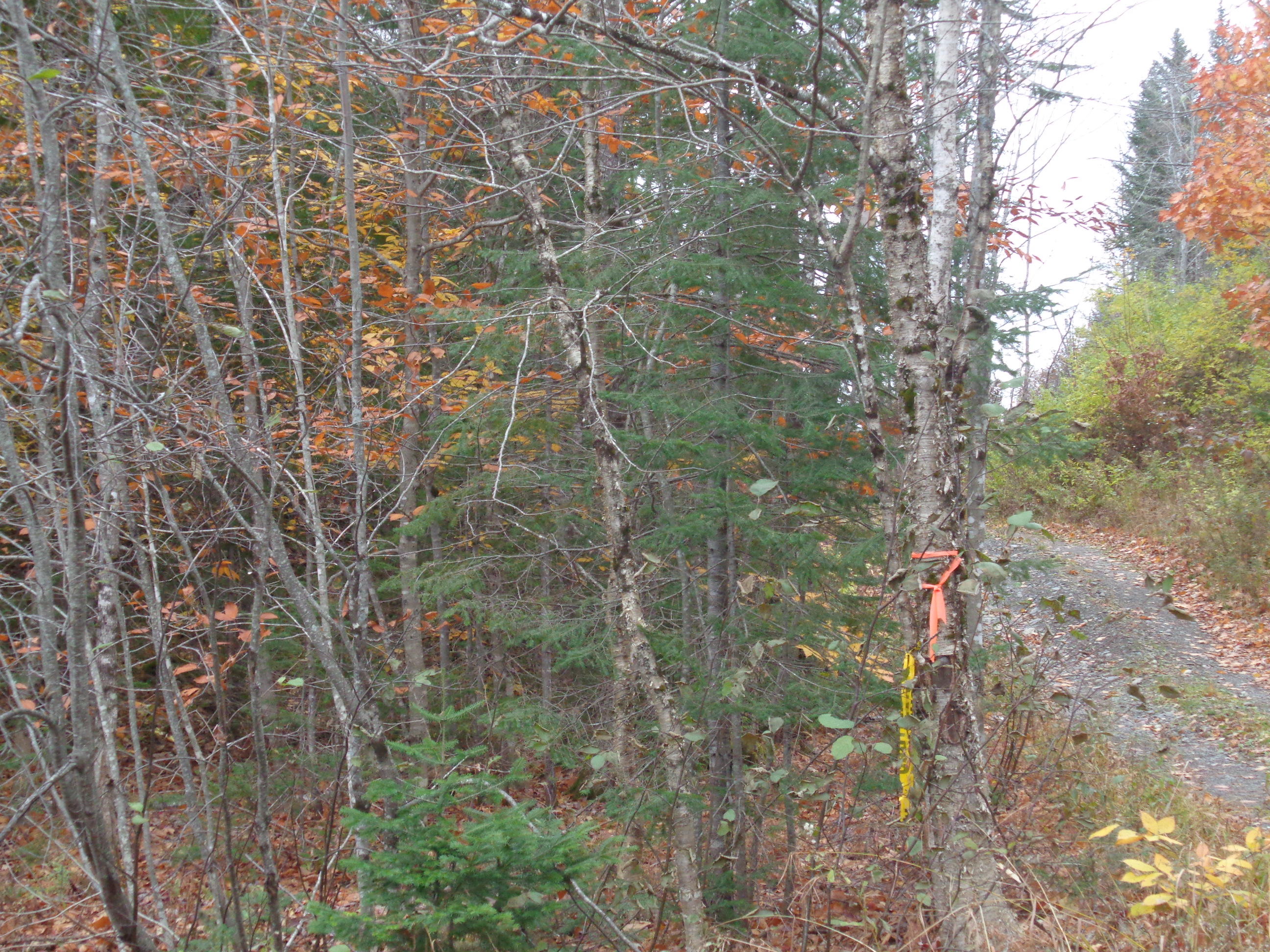 0 West Road Sangerville, ME 04479 - Photo 6 of 6 DSC02625