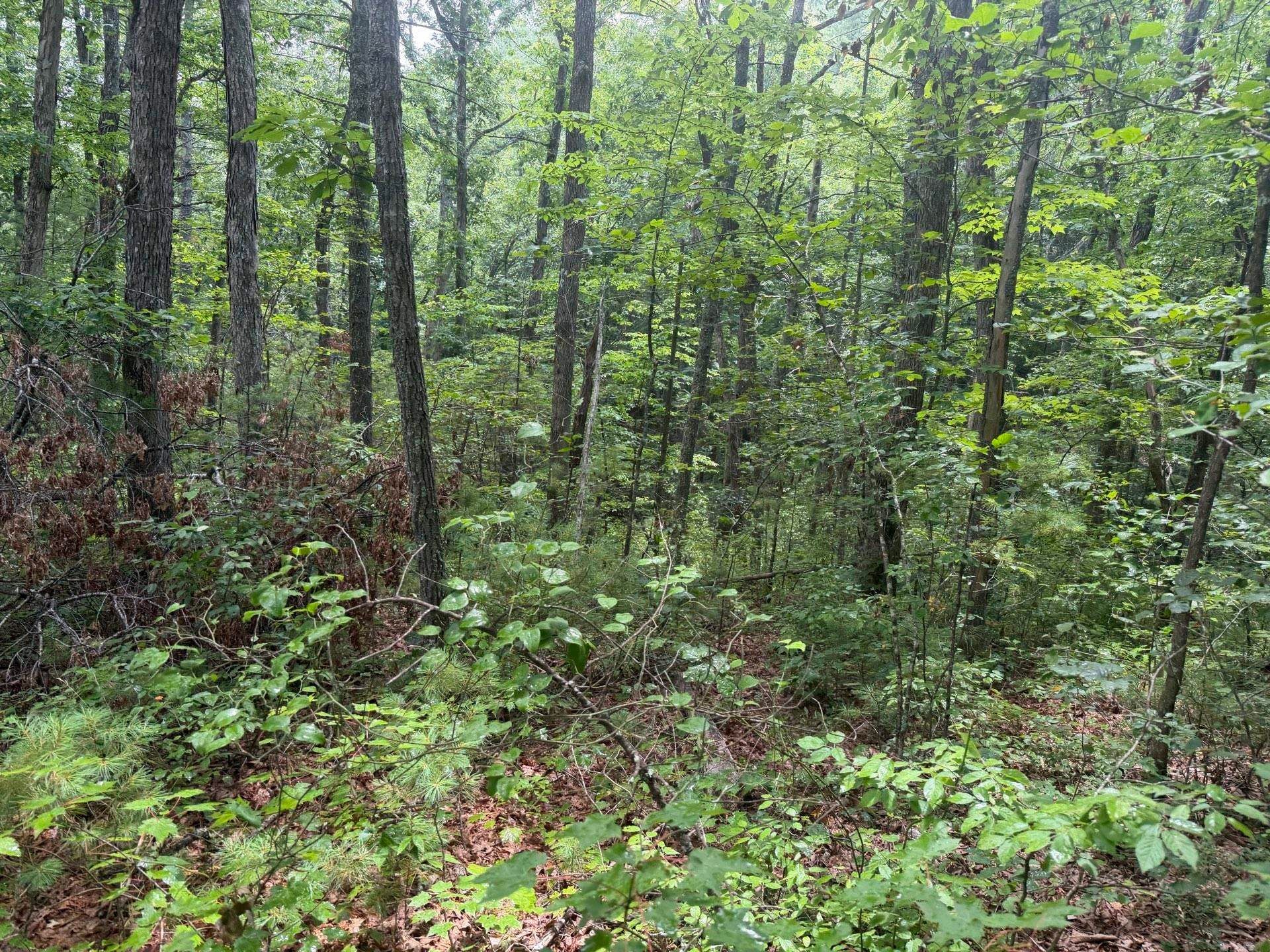Tbd Short Ridge Drive Bland, VA 24315 - Photo 84 of 125 Gallery Image 84