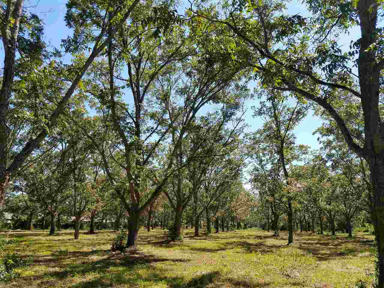 0 West Peachtree Avenue Foley, AL 36535 - Photo 6 of 9