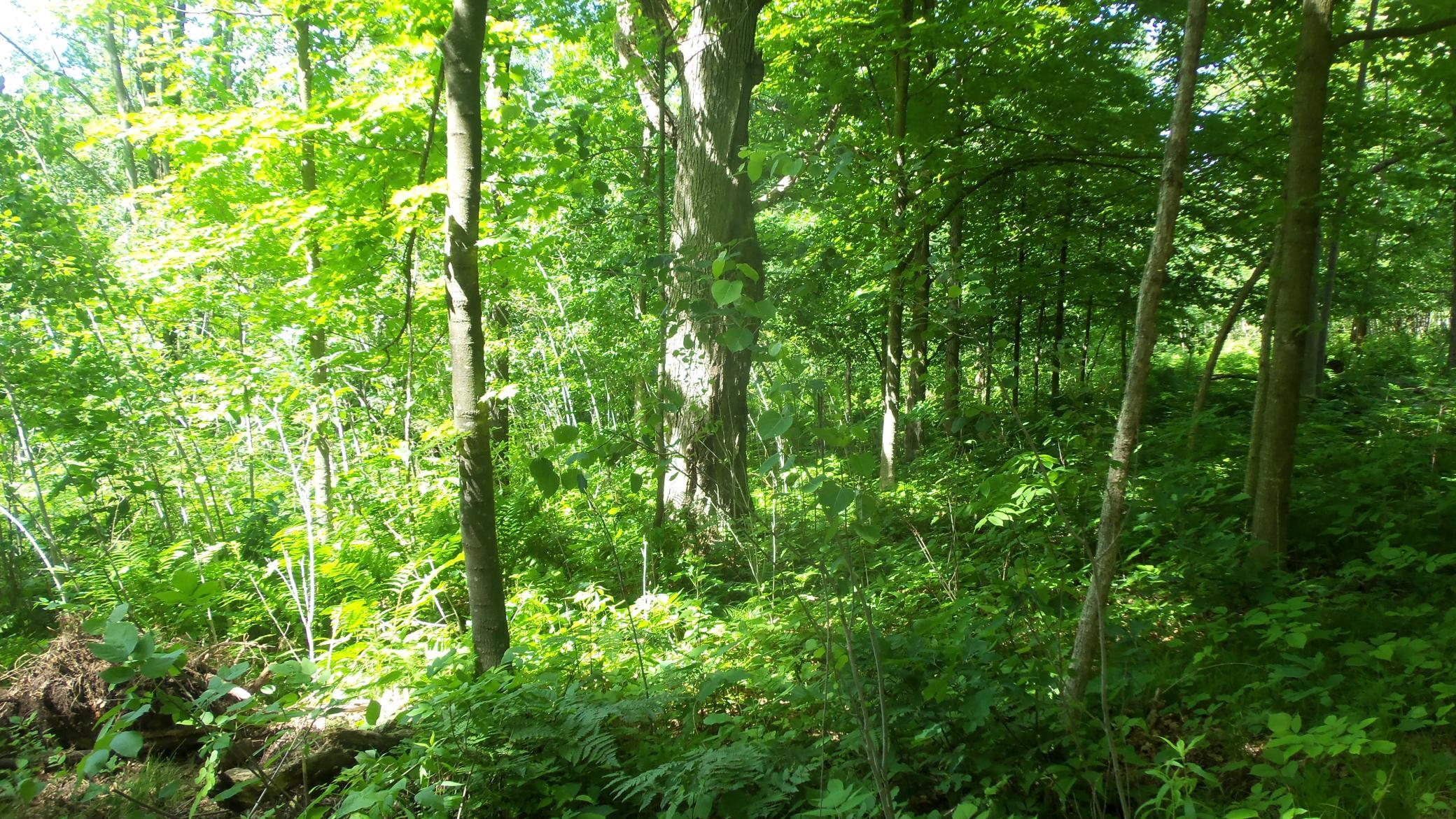 Xxx Bashaw Store Road Shell Lake, WI 54871 - Photo 12 of 36