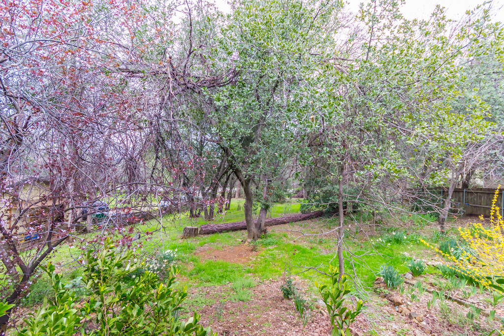 12651 Williamson Road Redding, CA 96003 - Photo 31 of 39 a view of a park with large trees