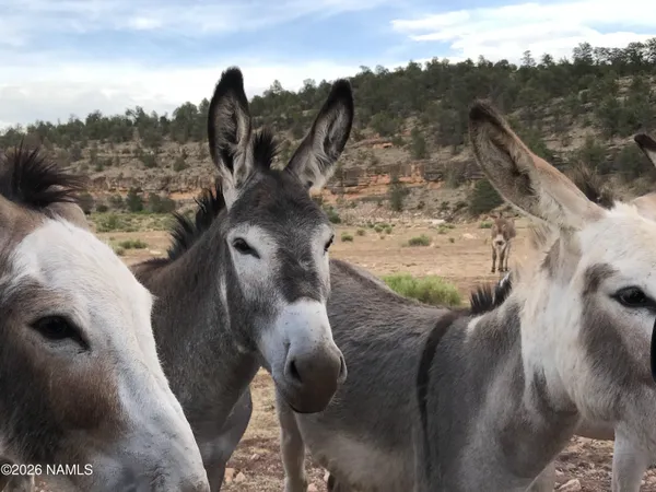 $60,000 | 10747 Espee Road, Williams, AZ 86046