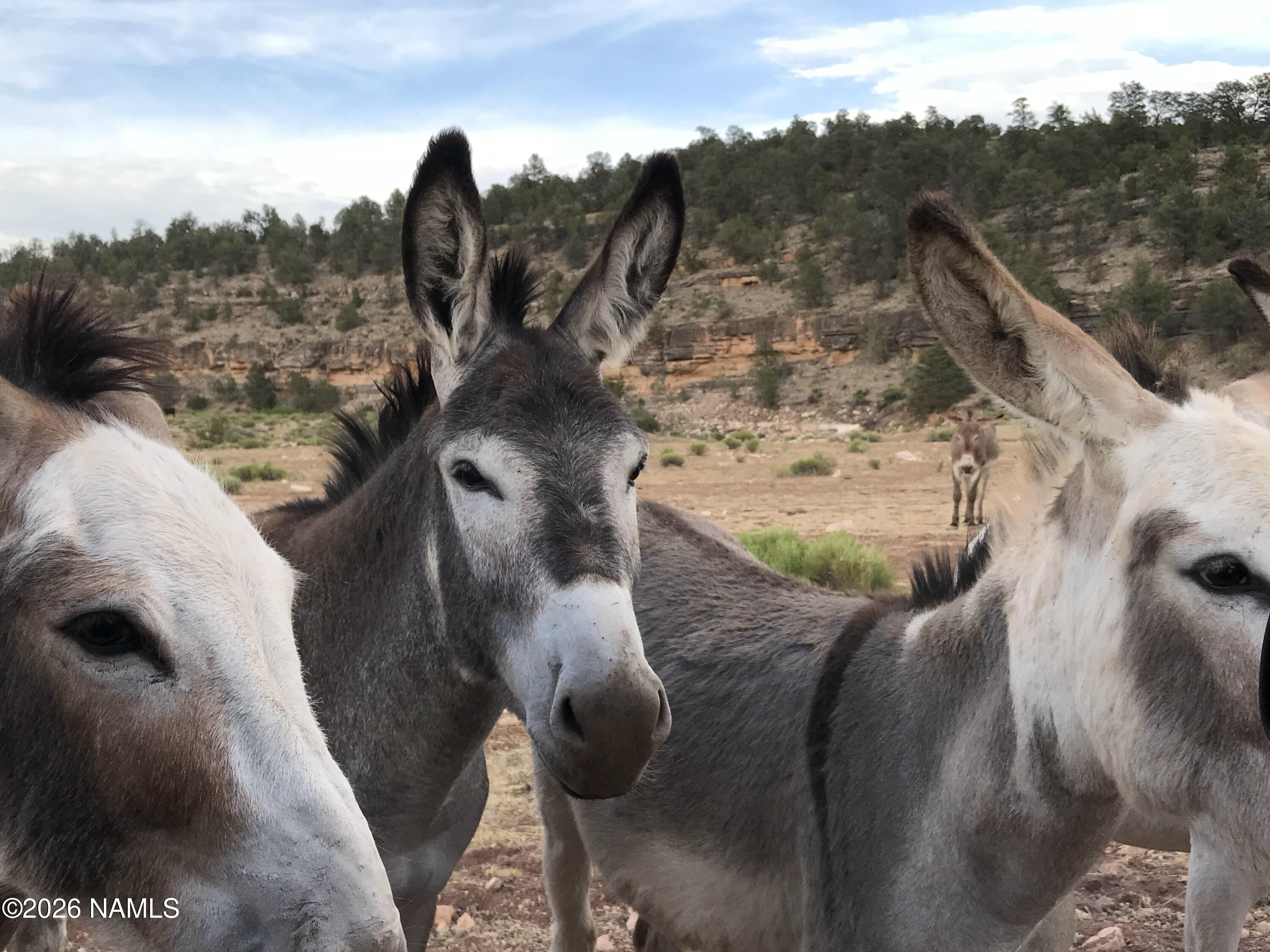 10747 Espee Road Williams, AZ 86046 - Photo 1 of 12 IMG_8244