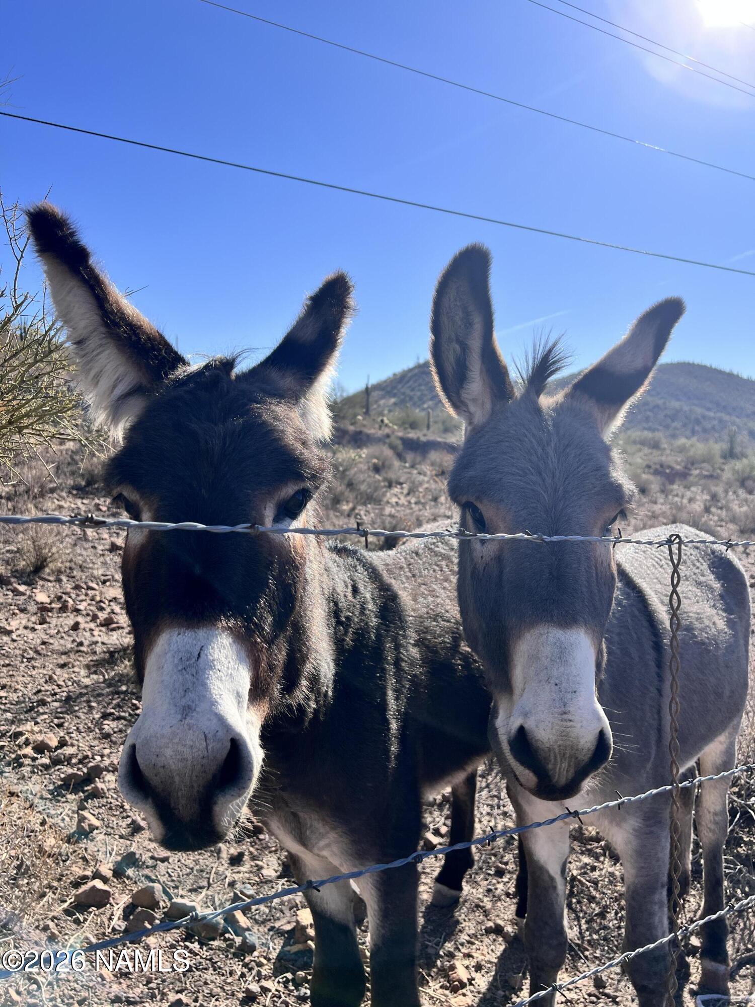 10747 Espee Road Williams, AZ 86046 - Photo 11 of 12 IMG_2957