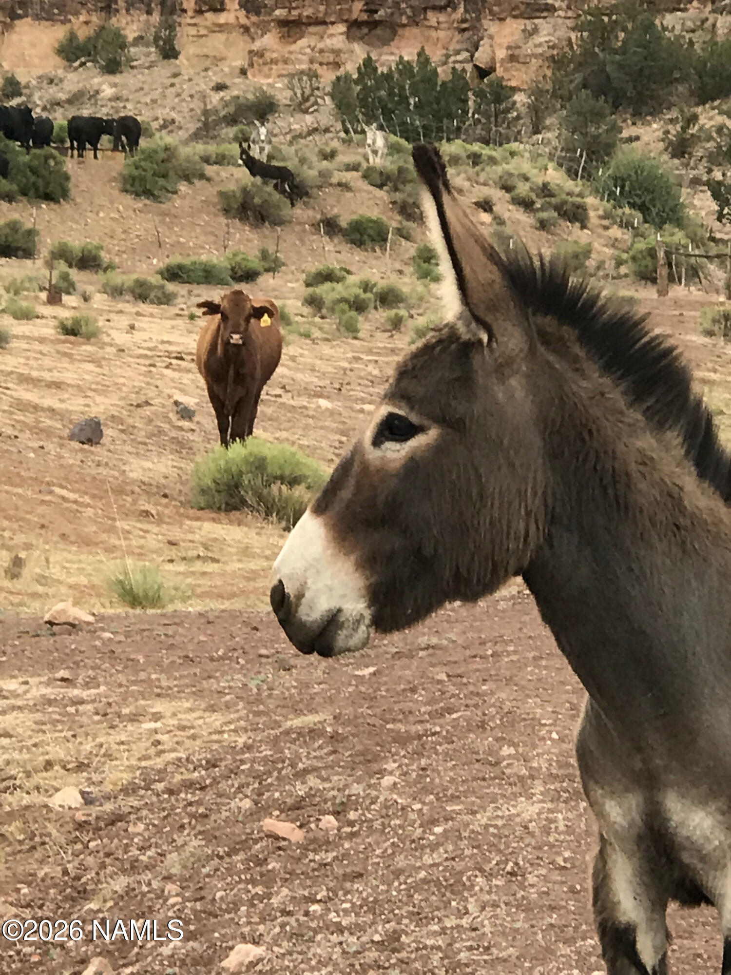 10747 Espee Road Williams, AZ 86046 - Photo 12 of 12 IMG_8145