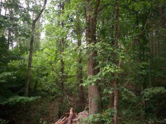 Lot 8 Mt Pleasant Road Vonore, TN 37885 - Photo 4 of 12 4