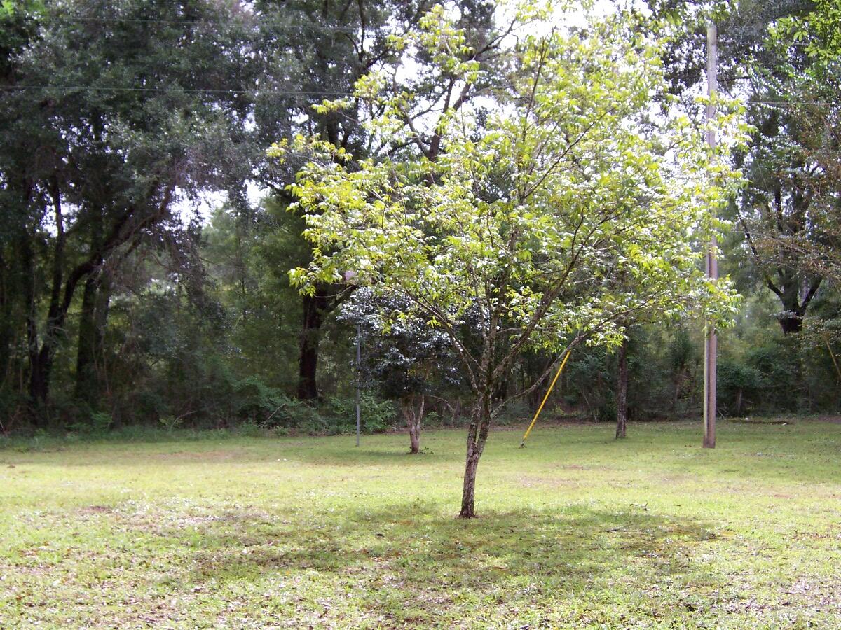 1960 Yorkey Road Westville, FL 32464 - Photo 50 of 64 100_7721