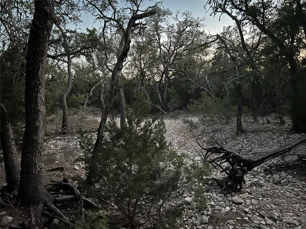 a view of a forest with trees