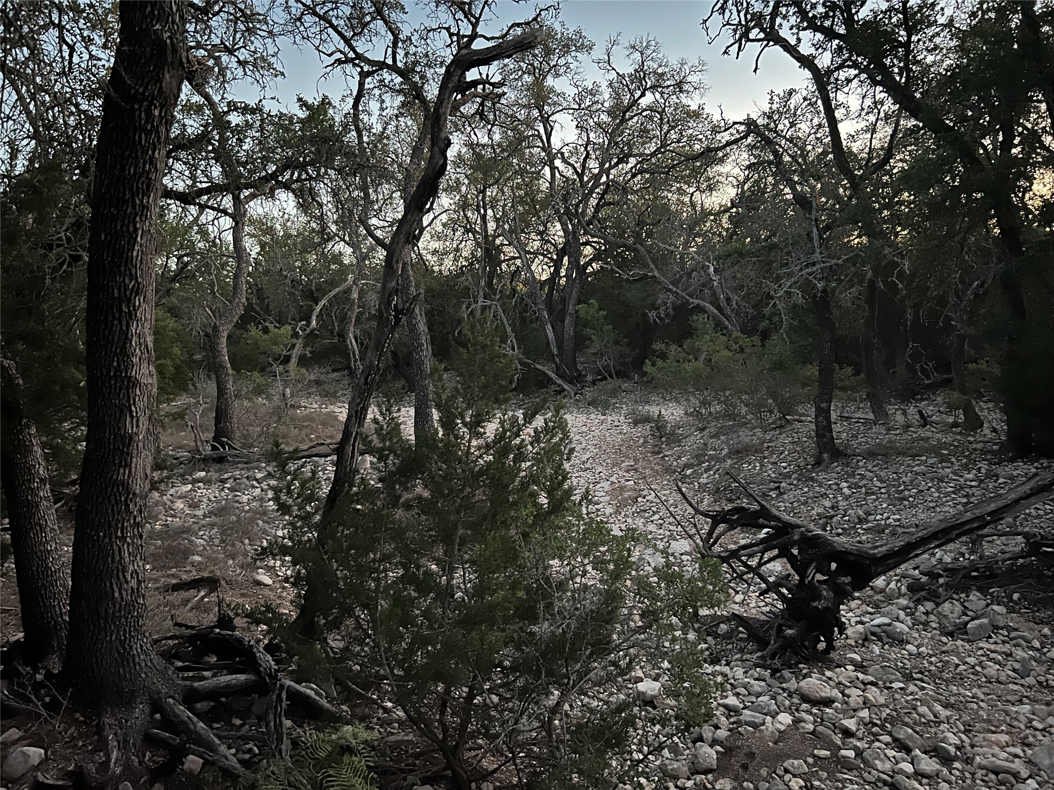 a view of a forest with trees