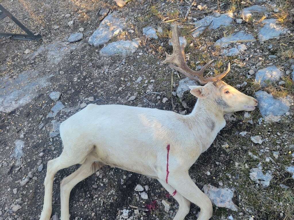 450 County Road 450 Rocksprings, TX 78880 - Photo 12 of 22