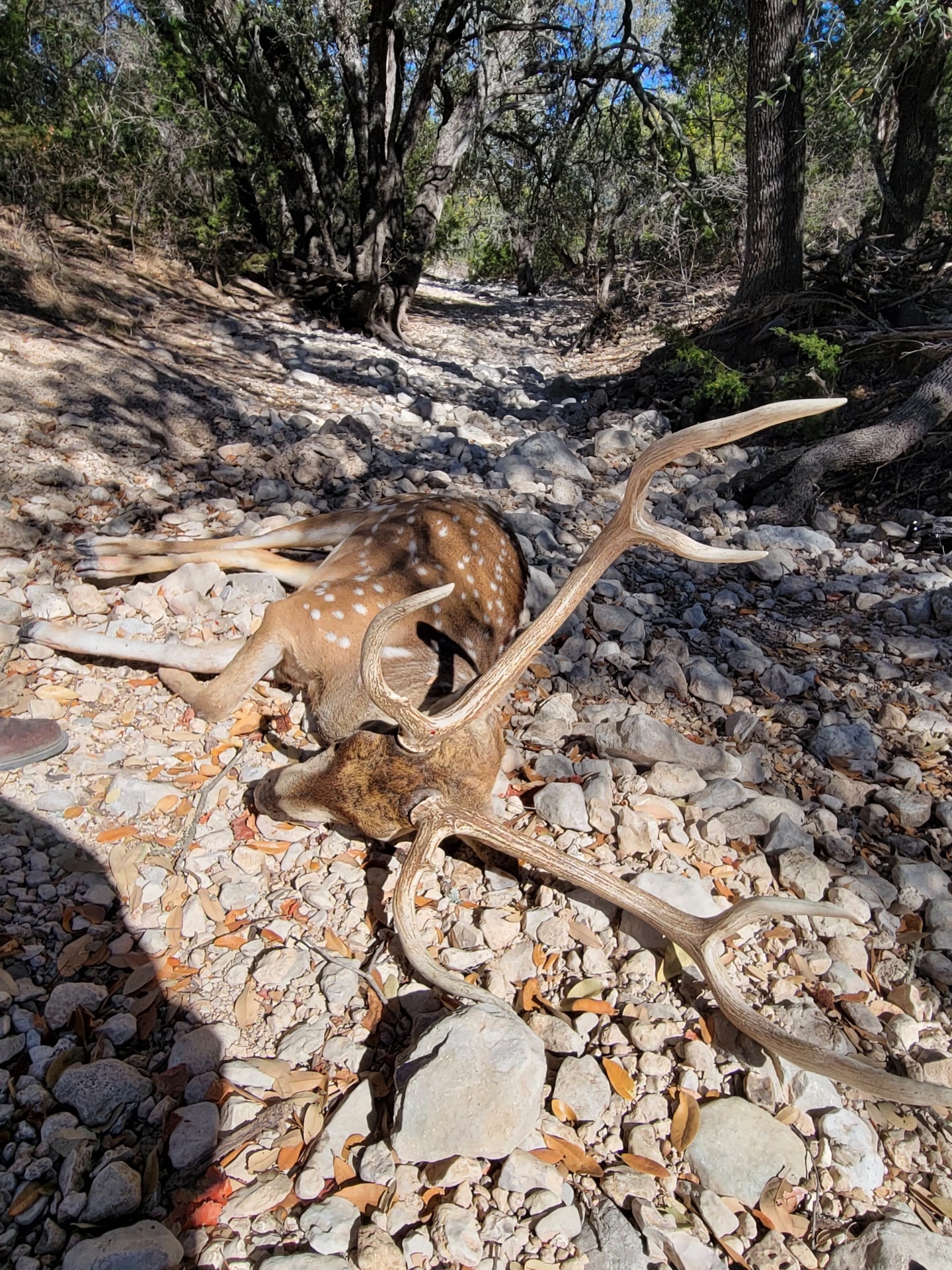 450 County Road 450 Rocksprings, TX 78880 - Photo 13 of 22 a view of a yard with a snow