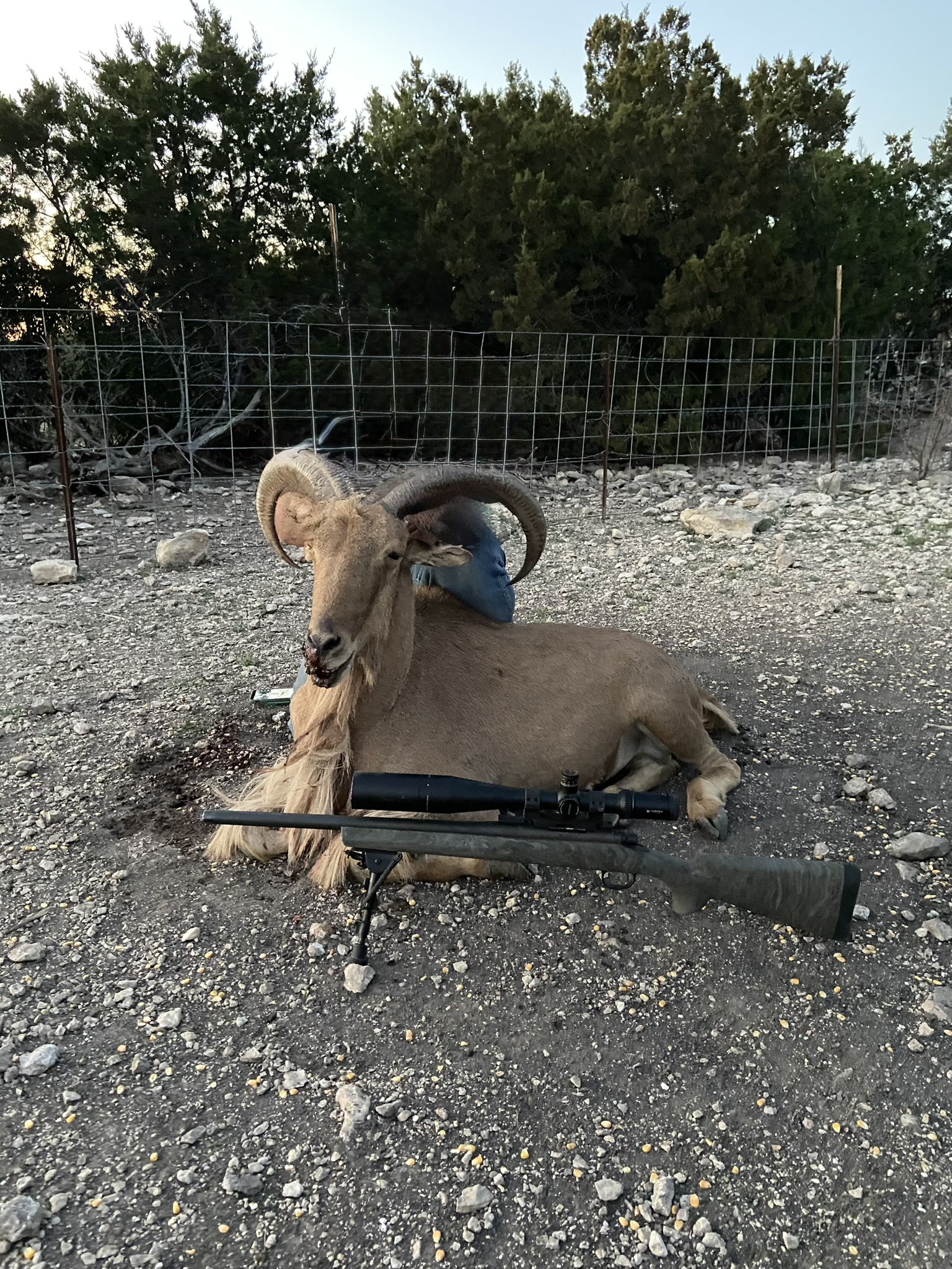 450 County Road 450 Rocksprings, TX 78880 - Photo 18 of 22 a backyard of a house with table and chairs