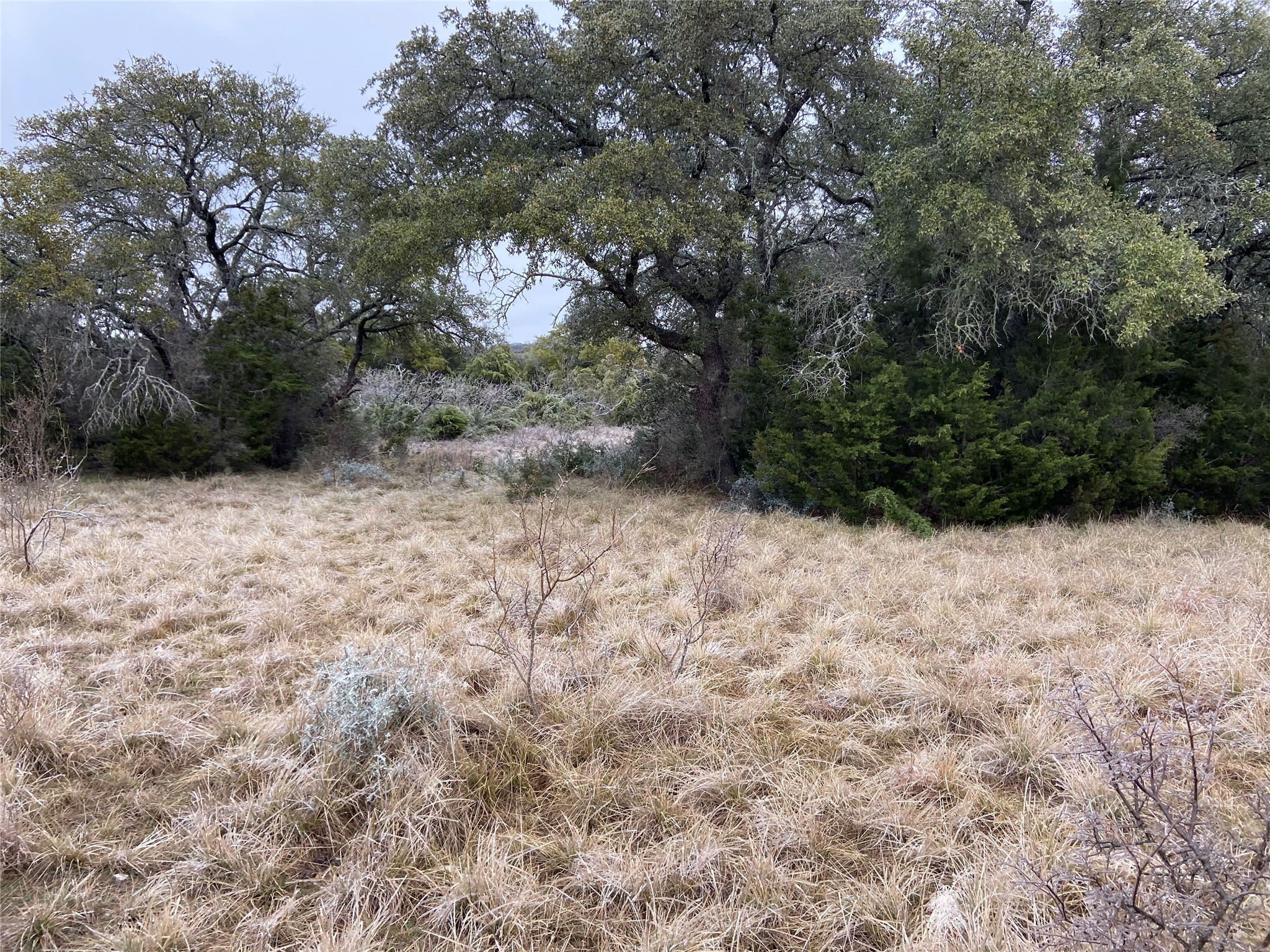 450 County Road 450 Rocksprings, TX 78880 - Photo 3 of 22 a view of a yard with a tree