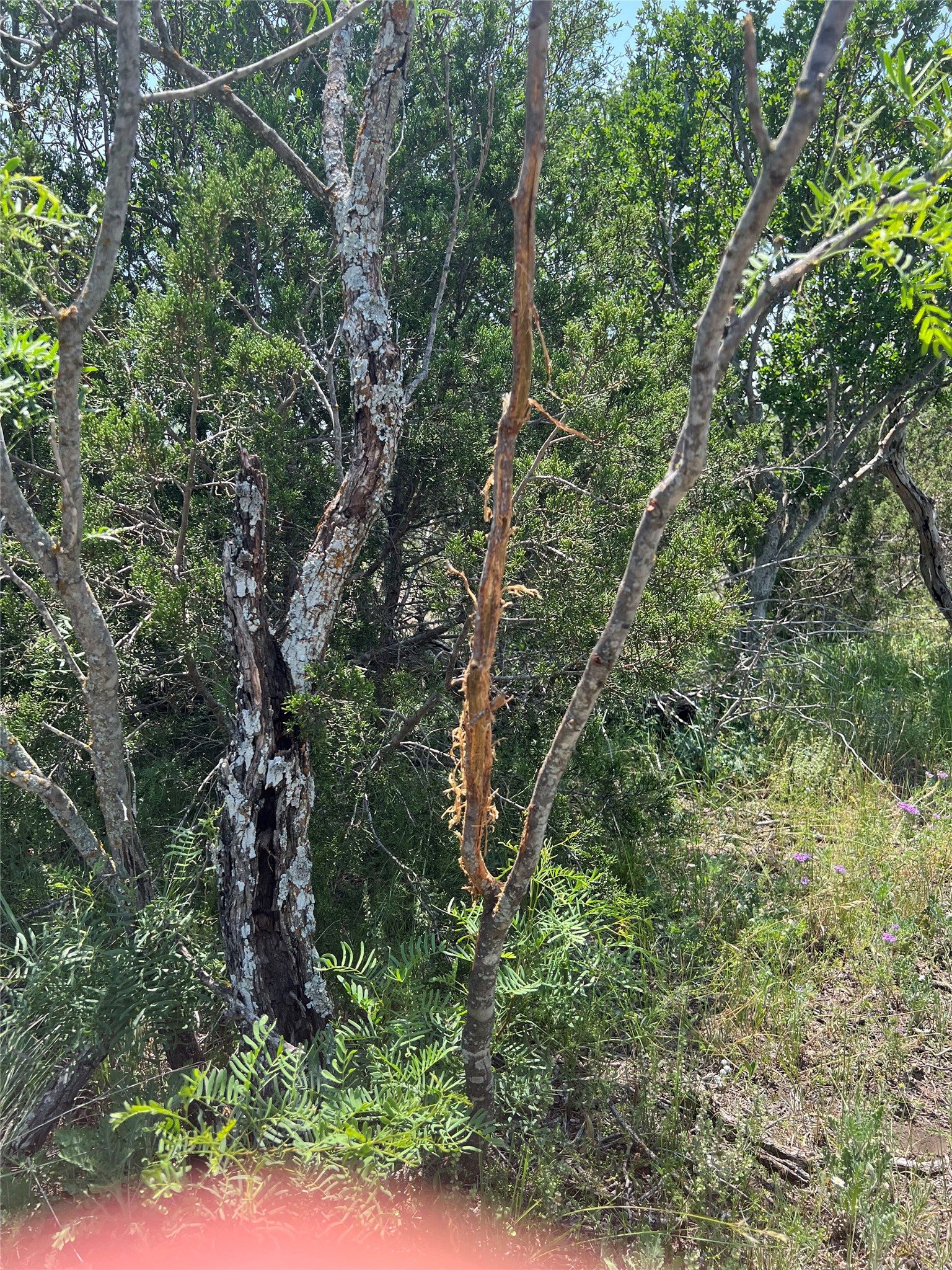 450 County Road 450 Rocksprings, TX 78880 - Photo 4 of 22 a view of a forest with lots of trees
