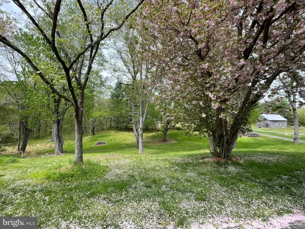 a view of a tree in a yard