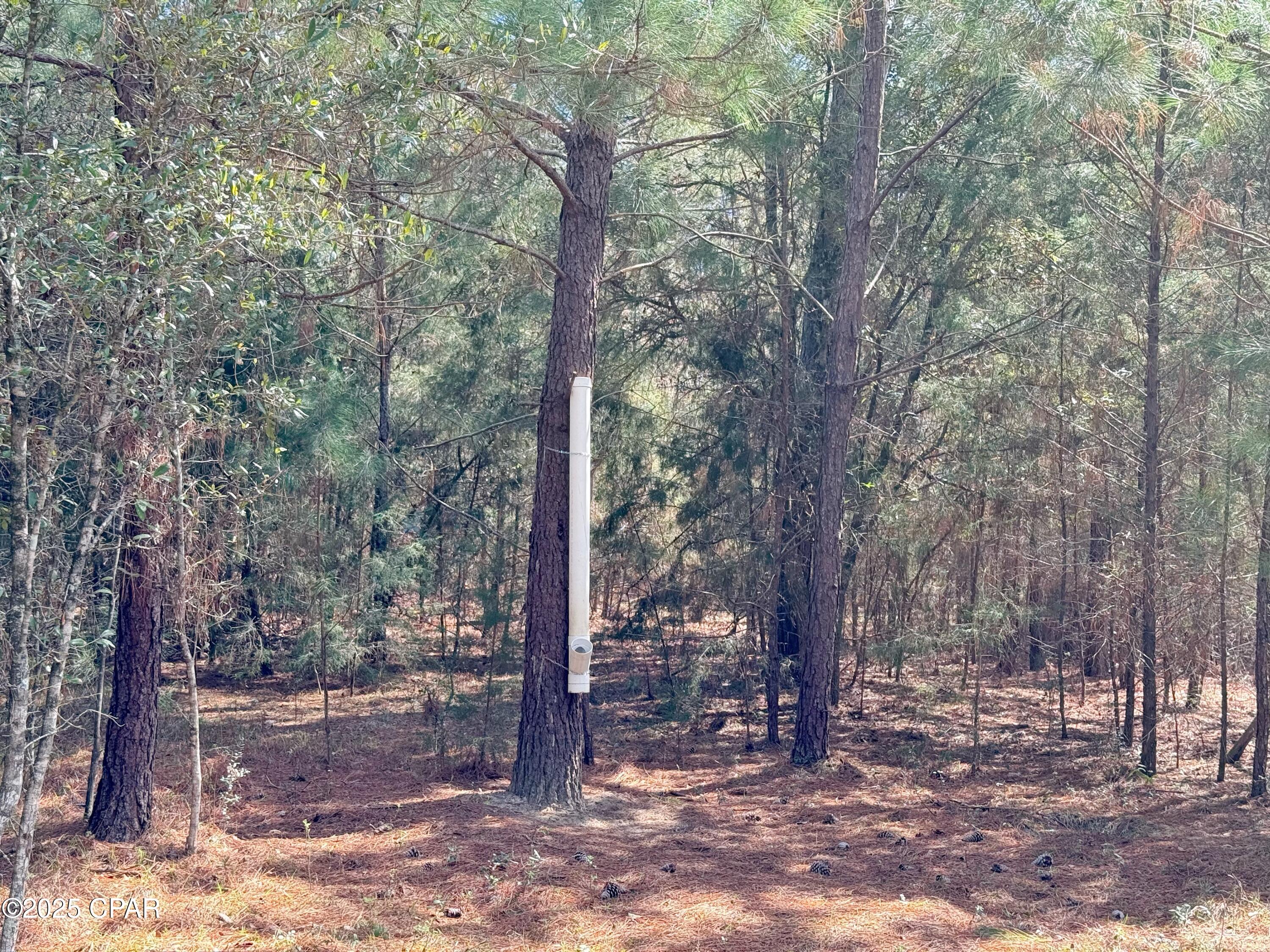 0 Lovewood Road Marianna, FL 32446 - Photo 6 of 12