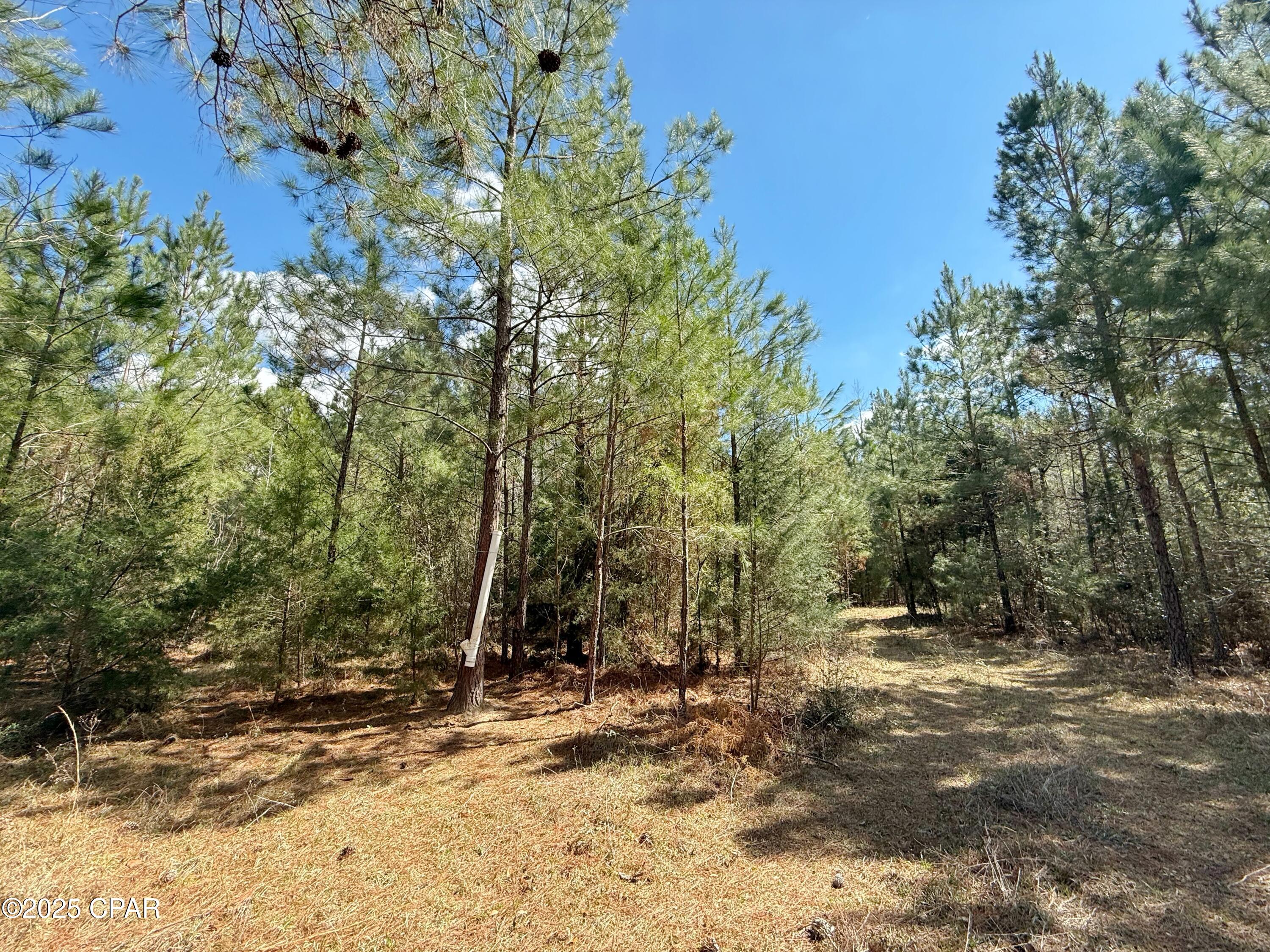 0 Lovewood Road Marianna, FL 32446 - Photo 7 of 12