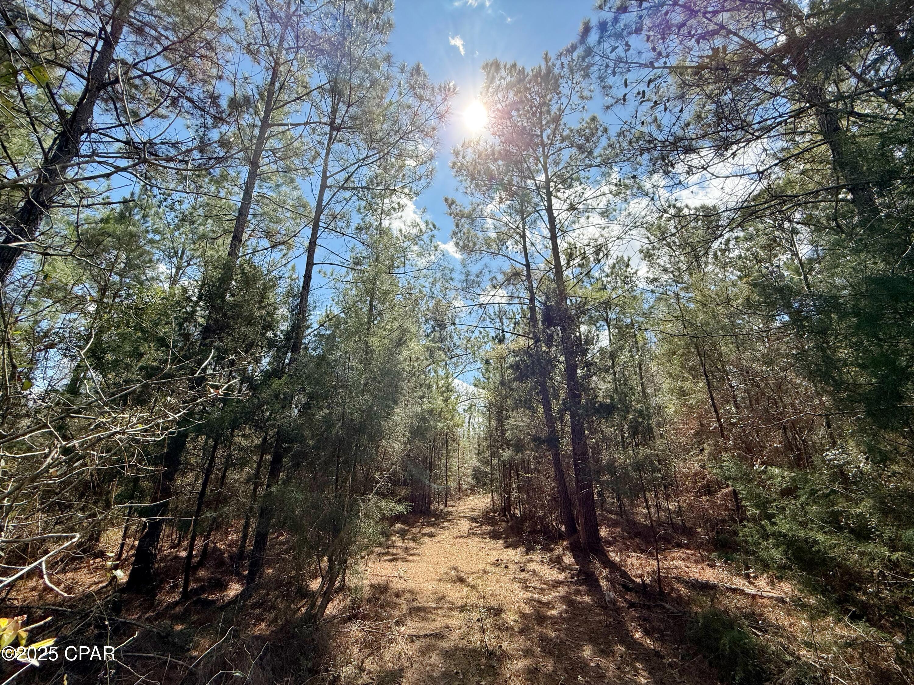 0 Lovewood Road Marianna, FL 32446 - Photo 8 of 12