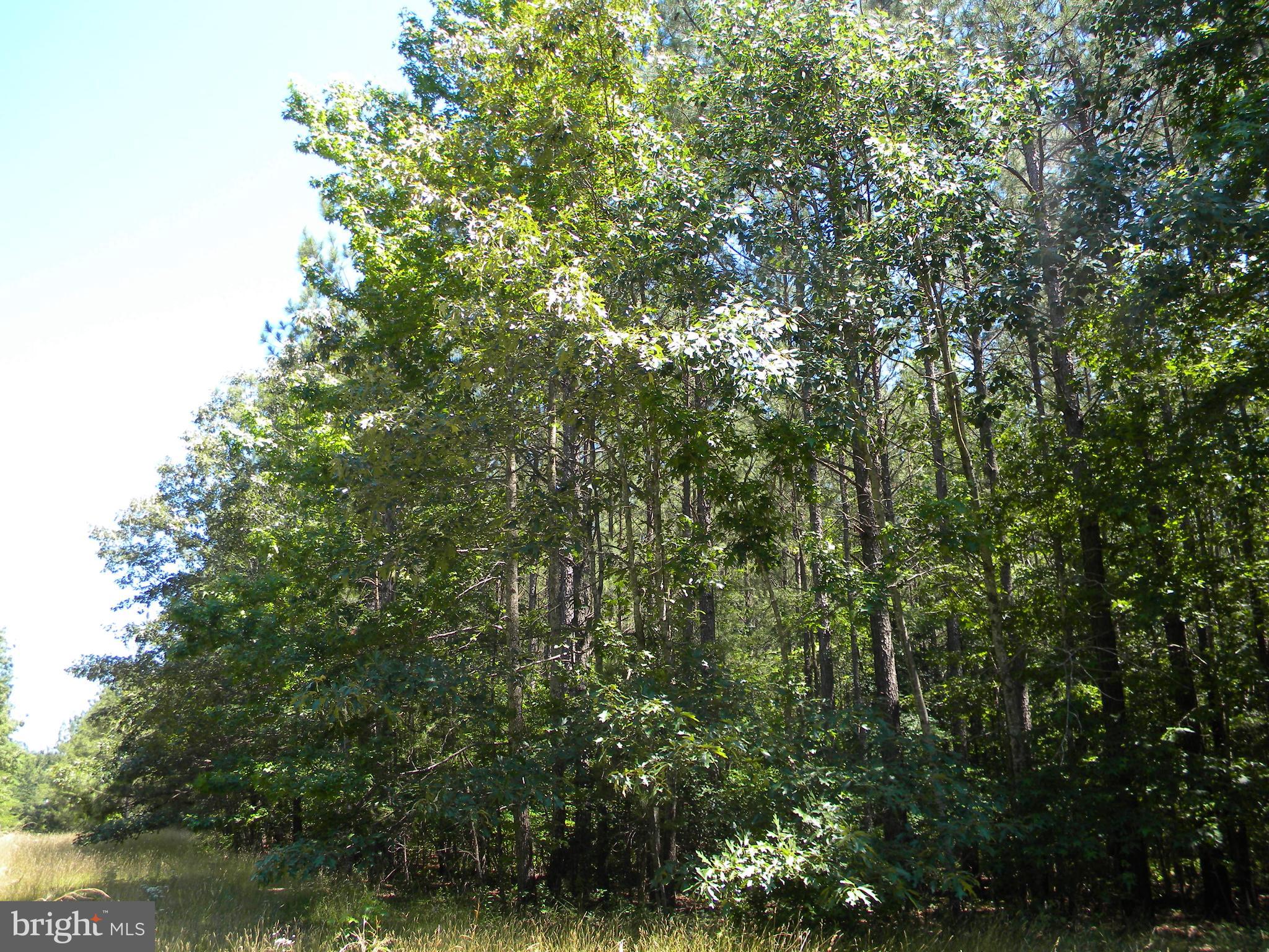 Prim Road King George, VA 22485 - Photo 11 of 30 Gallery Image 11