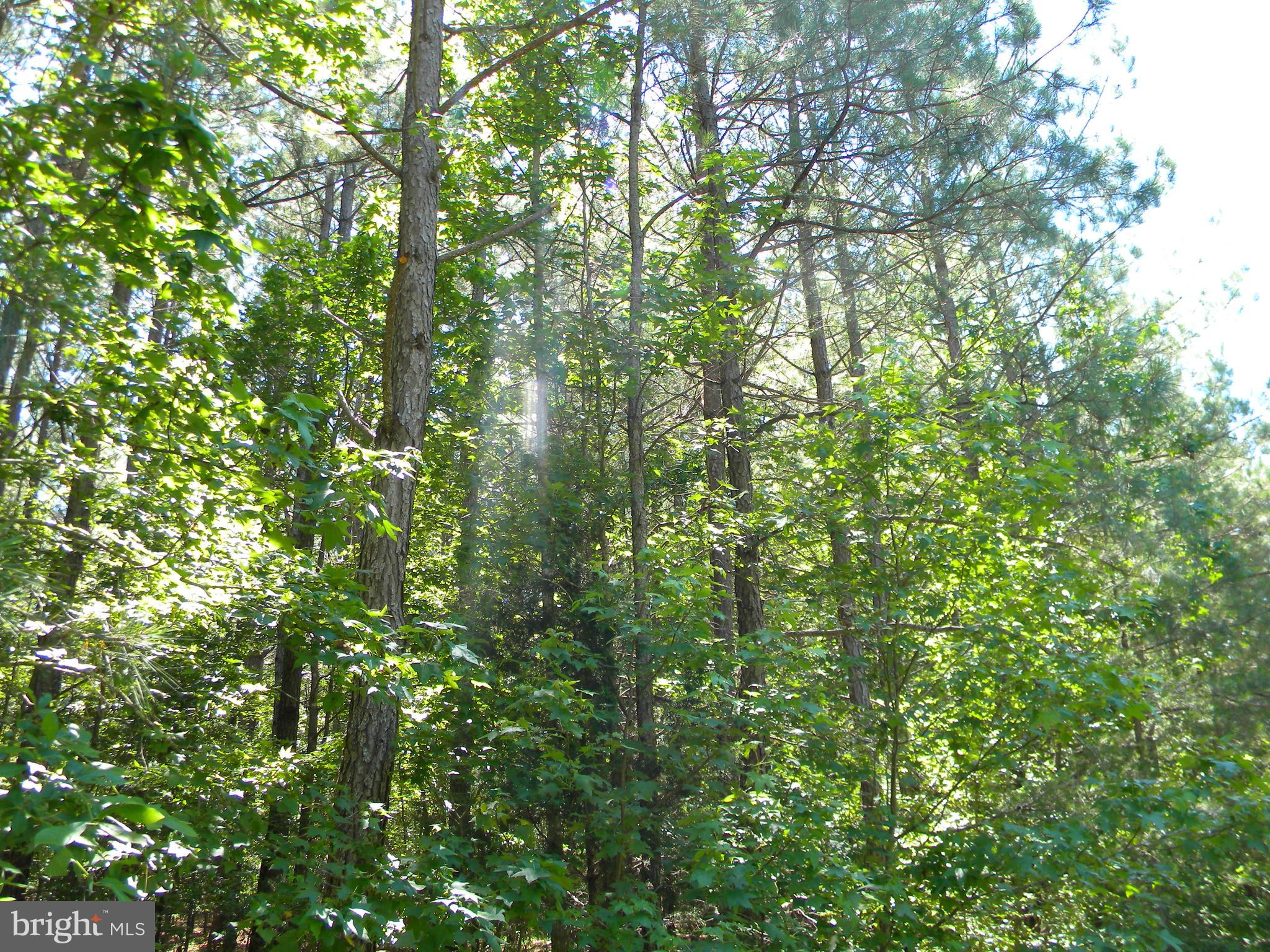 Prim Road King George, VA 22485 - Photo 16 of 30 Gallery Image 16