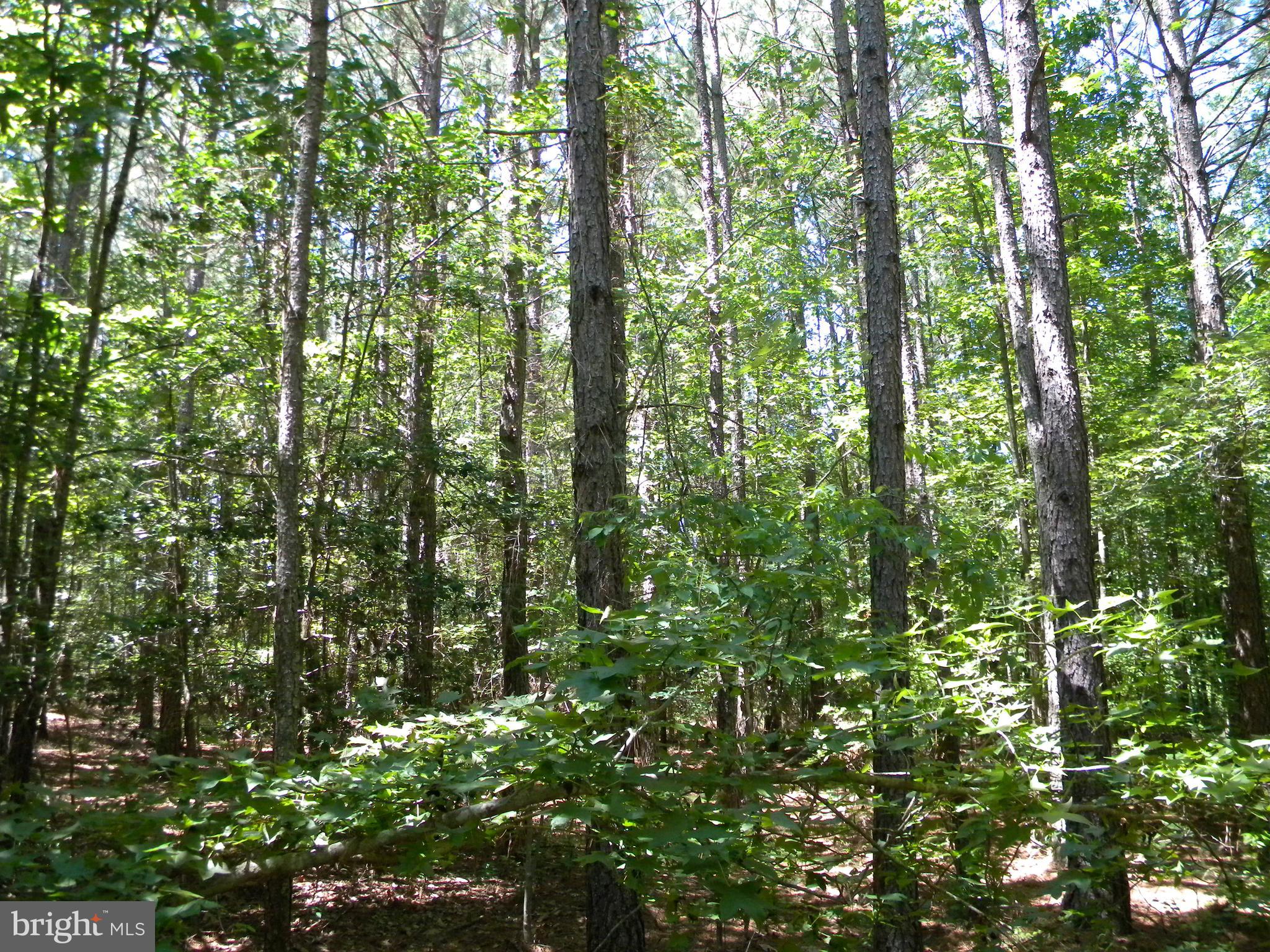Prim Road King George, VA 22485 - Photo 19 of 30 Gallery Image 19