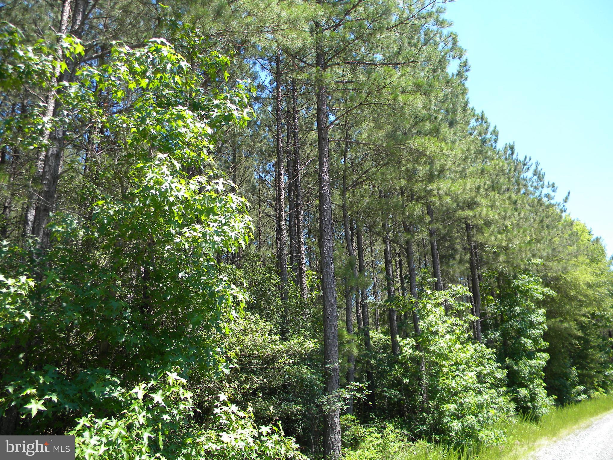 Prim Road King George, VA 22485 - Photo 3 of 30 View of tree line along Prim Rd