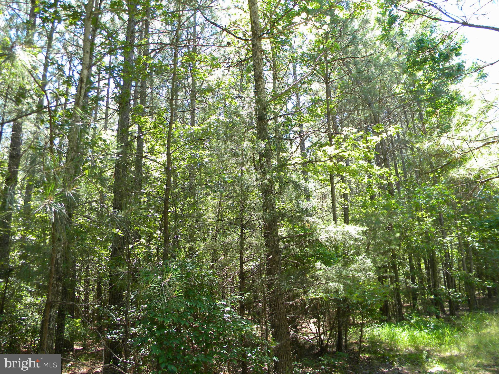 Prim Road King George, VA 22485 - Photo 22 of 30 Gallery Image 22