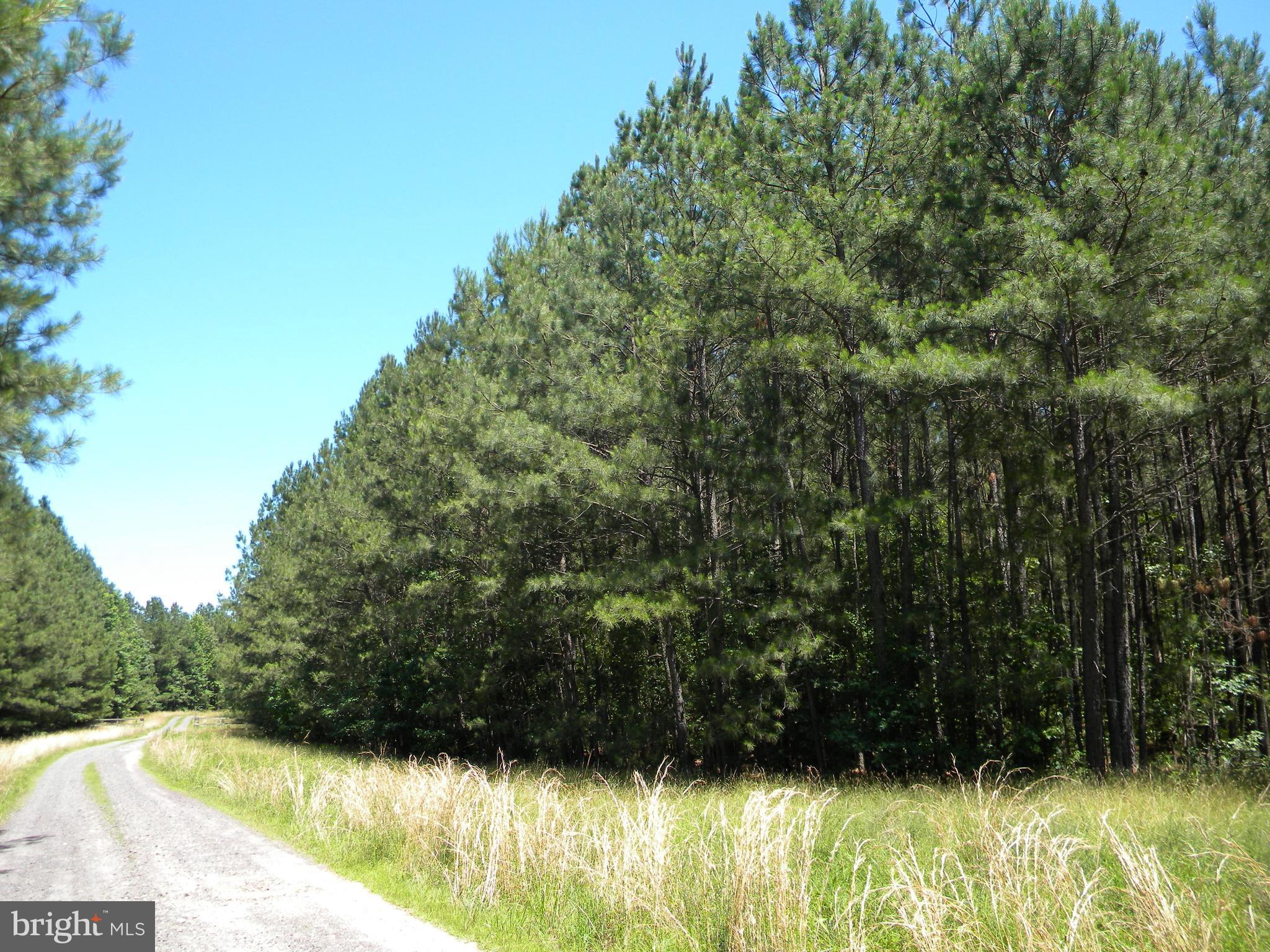 Prim Road King George, VA 22485 - Photo 6 of 30 View along existing driveway