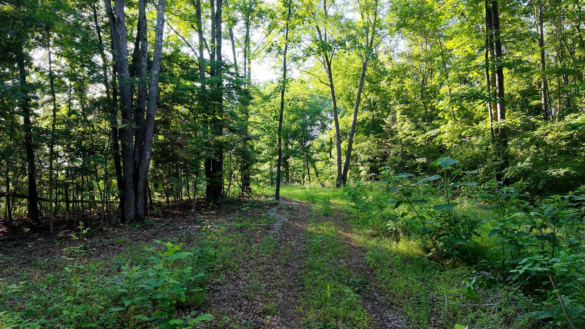 0 Gimlet Creek Road Lawrenceburg, TN 38464 - Photo 11 of 22