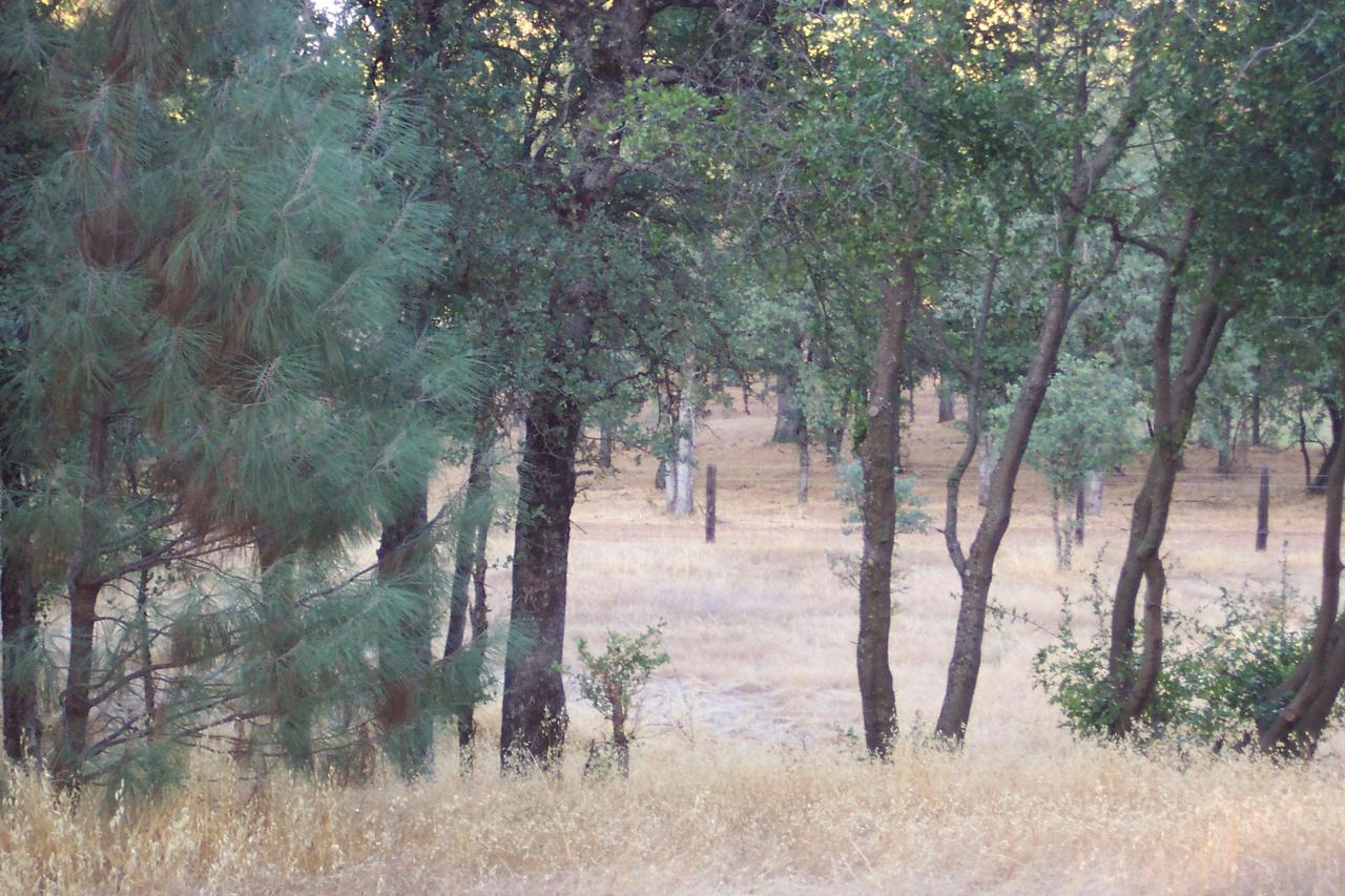 Back of property East fenceline
