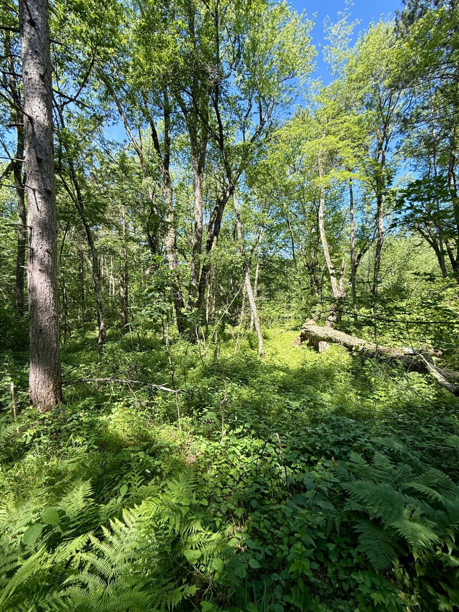 Lot 7 Pine River Road Tomahawk, WI 54487 - Photo 16 of 22