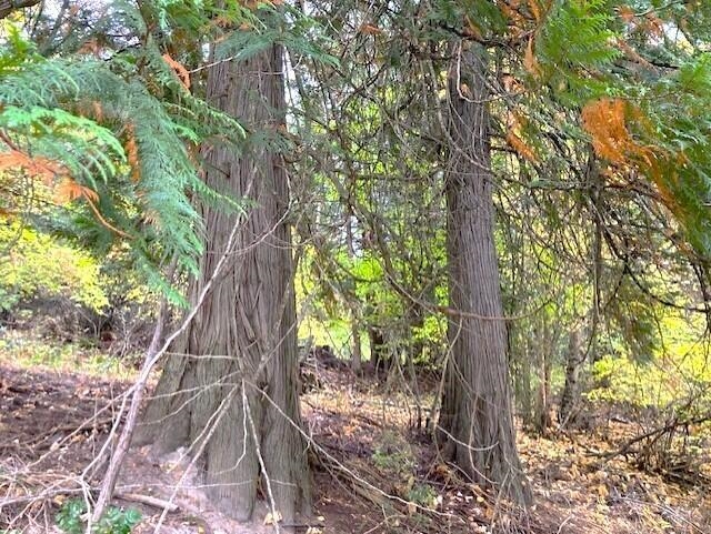 3277 A Orient Cutoff Road Kettle Falls, WA 99141 - Photo 48 of 49