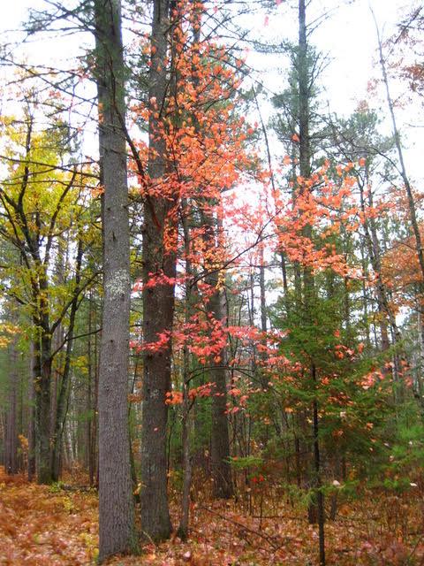Lots1-2 Snowshoe Road Presque Isle, WI 54557 - Photo 7 of 10 Gallery Image 7