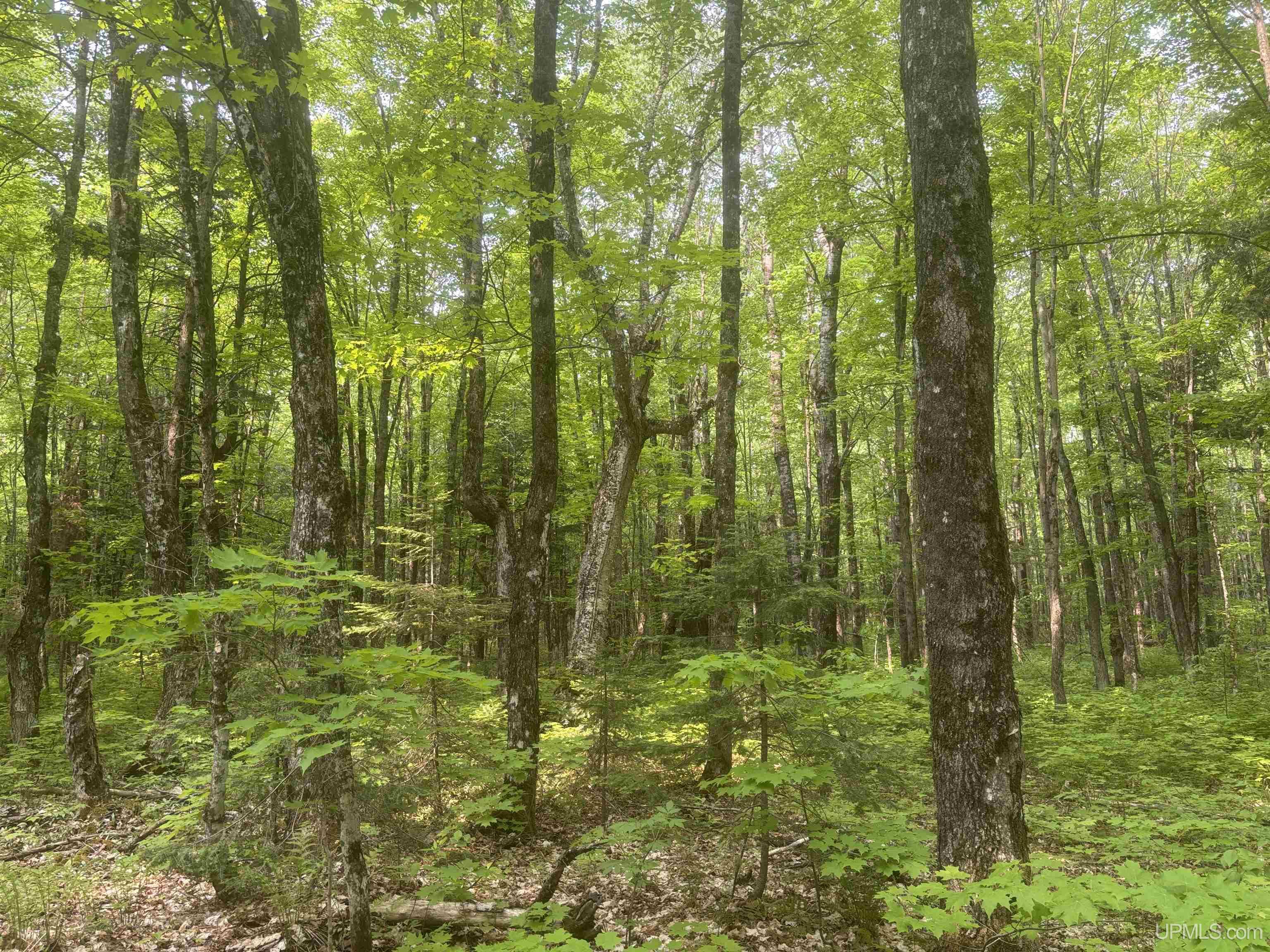 Tbd Tbd Uncle Nanny Road Wakefield, MI 49968 - Photo 8 of 21