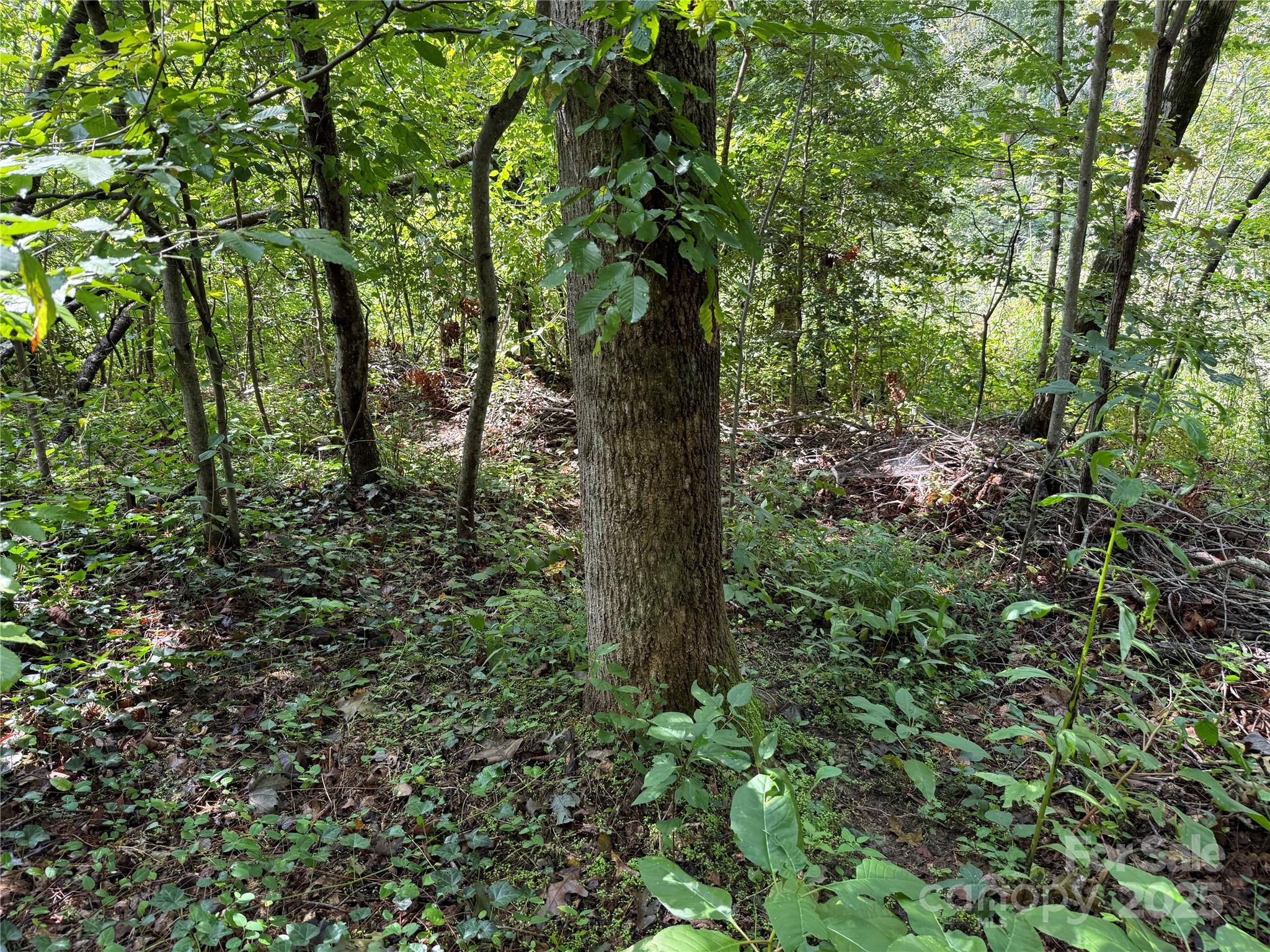 256 Burge Mountain Road Hendersonville, NC 28792 - Photo 13 of 23