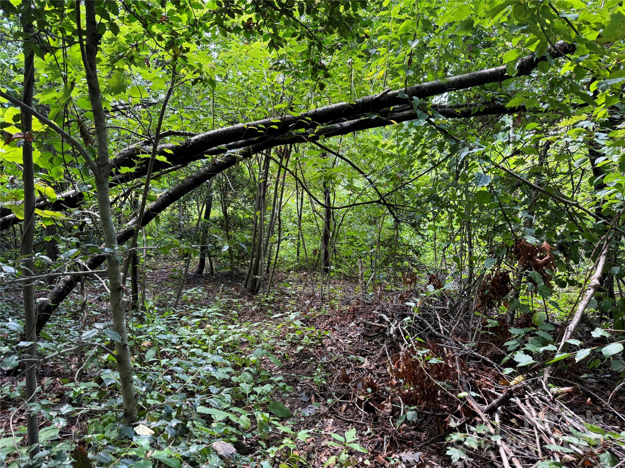 256 Burge Mountain Road Hendersonville, NC 28792 - Photo 14 of 23