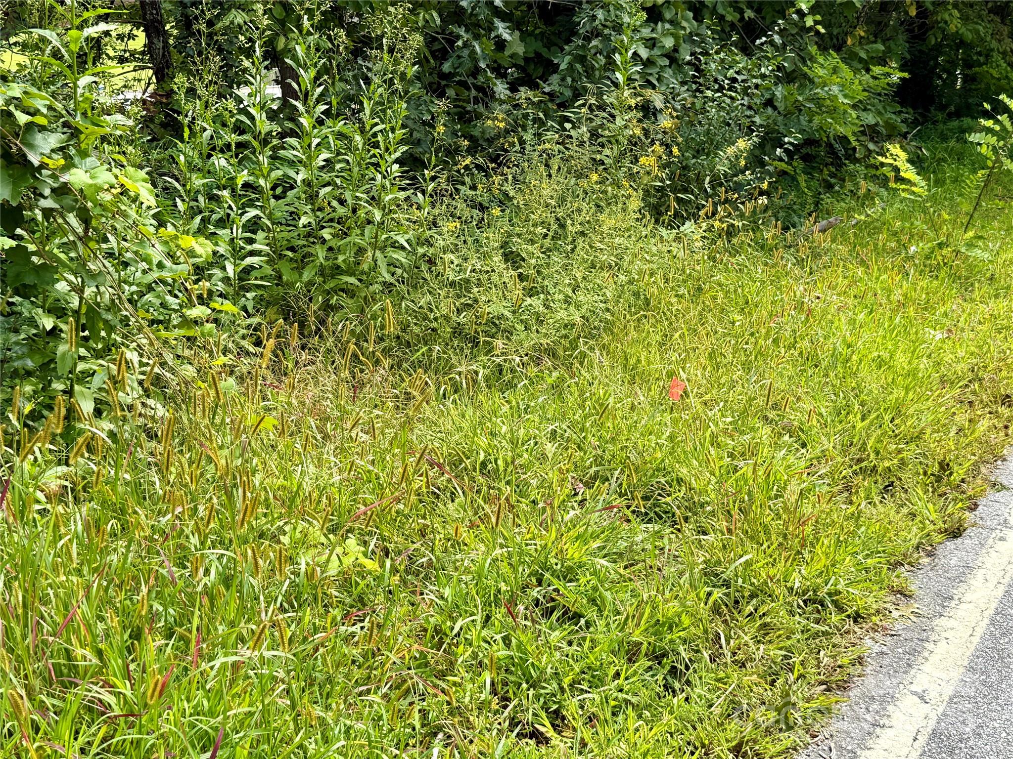 256 Burge Mountain Road Hendersonville, NC 28792 - Photo 22 of 23