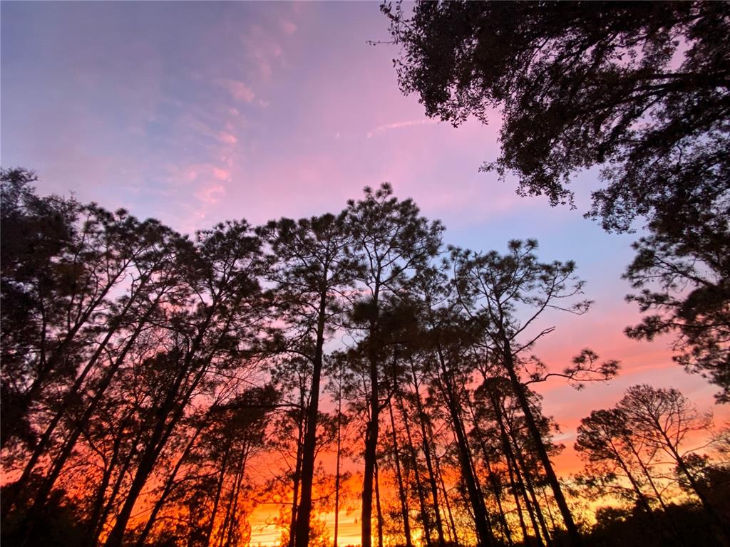 5526 Tiny Road Winter Garden, FL 34787 - Photo 31 of 39 a view of a tree