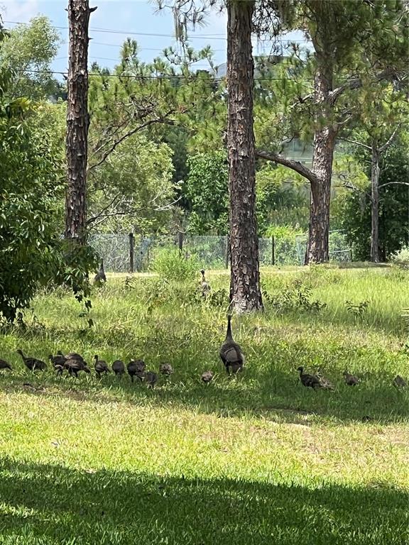 5526 Tiny Road Winter Garden, FL 34787 - Photo 36 of 39 a view of a garden with a tree