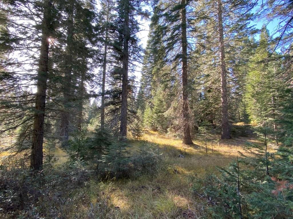 3-e-41 Red Fir Road McCloud, CA 96057 - Photo 26 of 38 Gallery Image 26