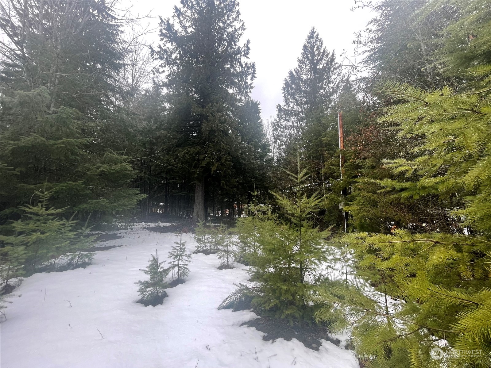 417 Cannon Road Packwood, WA 98361 - Photo 1 of 11 Gallery Image 1