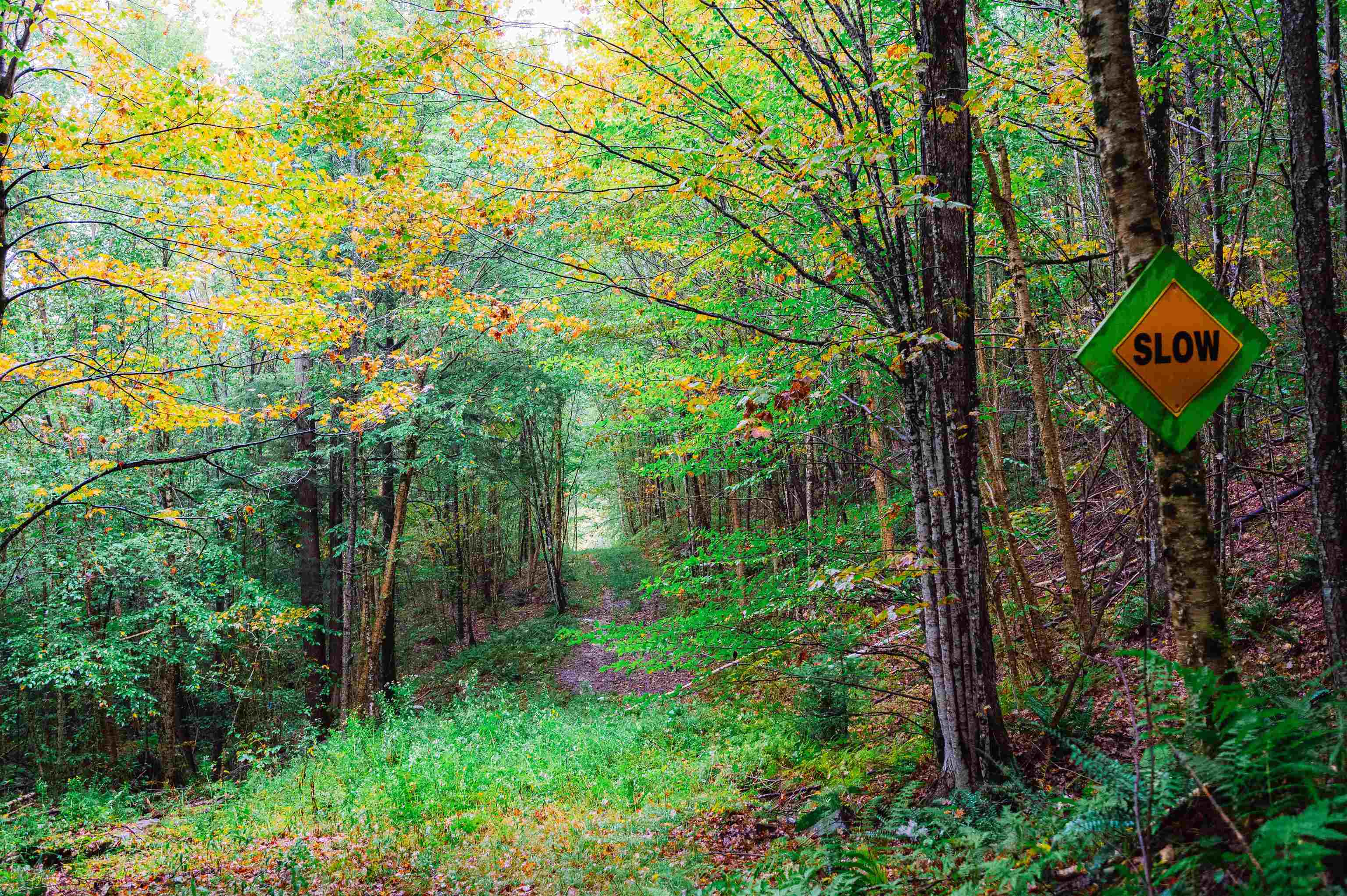 0 Pratt Road Worcester, VT 05682 - Photo 9 of 12